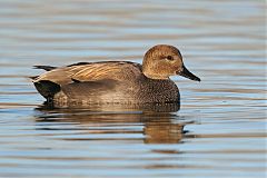 Gadwall